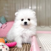 ポメラニアン