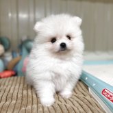 ポメラニアン