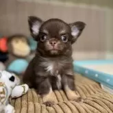 チワワ(ロング)