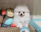 ポメラニアン【秋田県・男の子・2025年9月9日・ホワイト】の写真4