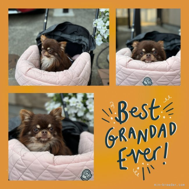 チワワ(ロング)【・男の子・2022年3月21日・チョコレート&amp;タン】