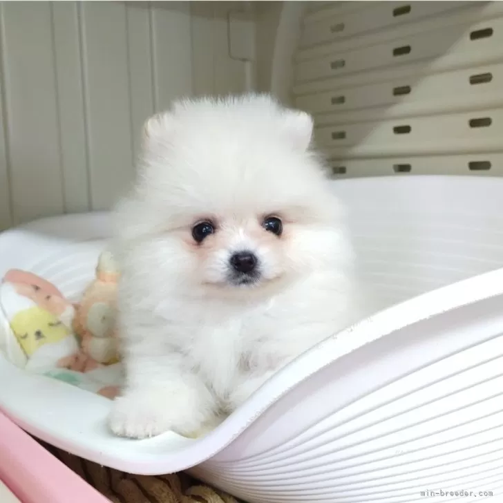 ID：2401-03728の子犬