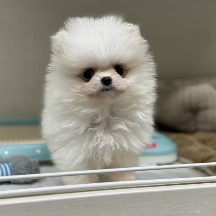 ID：2405-05137の子犬