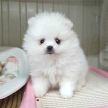 ポメラニアン【秋田県・男の子・2023年11月22日・ホワイト】の写真「可愛すぎる白クマくん♡」