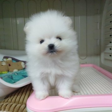 ポメラニアン【秋田県・女の子・2023年5月29日・ホワイト】の写真「垂れ目がcute♡お鼻の詰まった可愛い女の子♪」