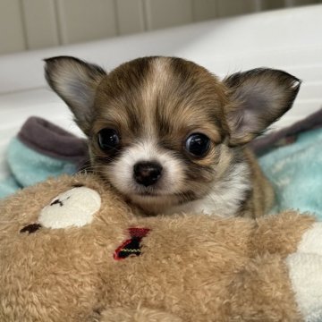 チワワ(ロング)【秋田県・男の子・2023年12月8日・レッド&ホワイト】の写真「とにかく可愛いお顔が自慢です♡パパはチャンピオン！」