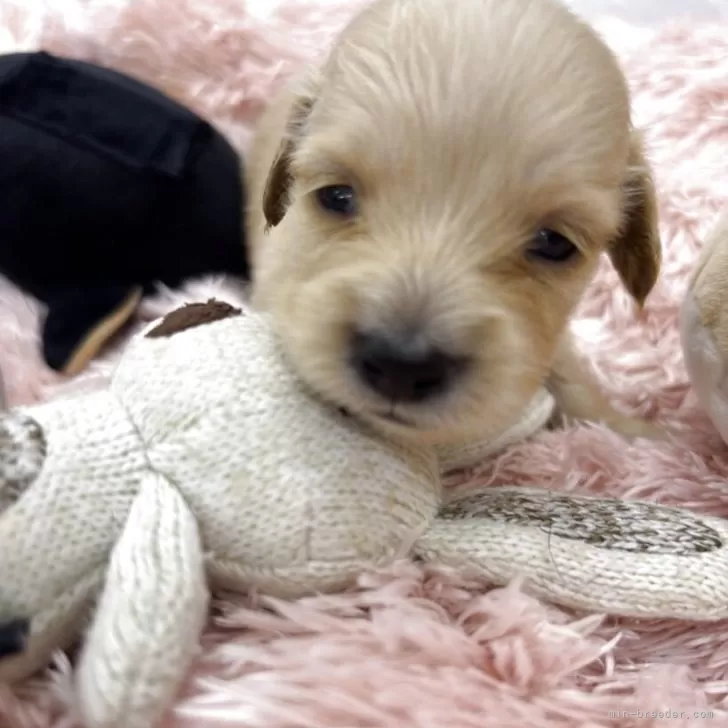 ID：2511-02332の子犬