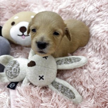 ミニチュアダックスフンド(ロング)【岐阜県・女の子・2025年10月10日・ゴールド系】の写真「可愛らしい顔をしていて元気はつらつな女の子です」