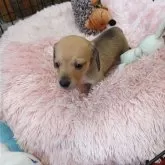 ミニチュアダックスフンド(スムース)【岐阜県・女の子・2024年10月25日・シェーデッドイエロー】の写真4