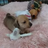 ミニチュアダックスフンド(スムース)【岐阜県・女の子・2024年10月25日・シェーデッドイエロー】の写真5