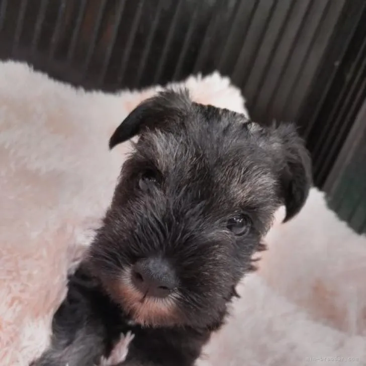 ID:2209-00538の子犬