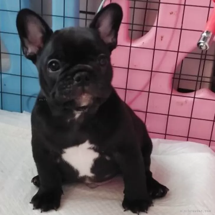 メグ 様のお迎えした子犬