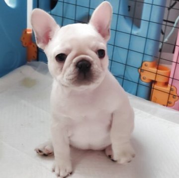 フレンチブルドッグ【宮崎県・女の子・2025年9月3日・クリーム】の写真「コンパクトで可愛い女の子です」
