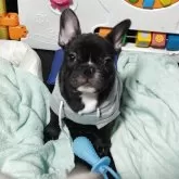 フレンチブルドッグ