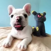 フレンチブルドッグ
