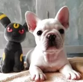 フレンチブルドッグ