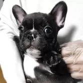 フレンチブルドッグ