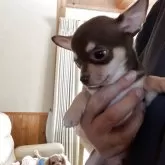 チワワ(スムース)