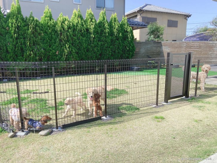 ドックランで母犬たちは毎日たのしく走ってます🎶｜小澤　奈穂子(おざわ　なおこ)ブリーダー(静岡県・アメリカンコッカースパニエルなど・JKC登録)の紹介写真1