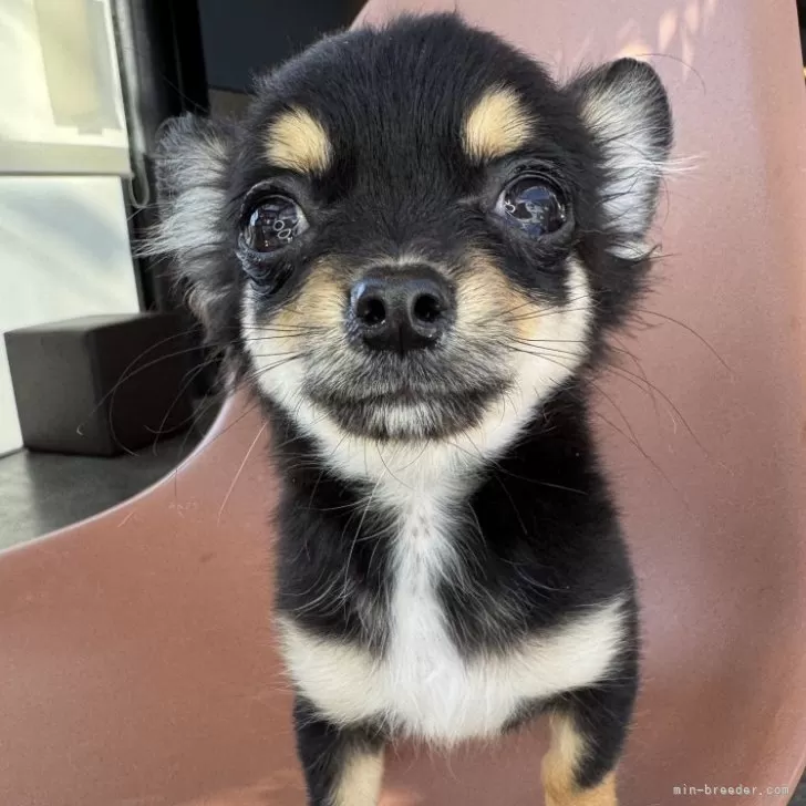 ID：2411-04356の子犬