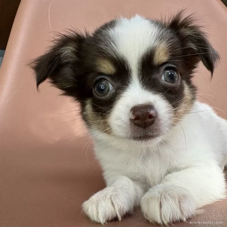 ID:2411-04359の子犬