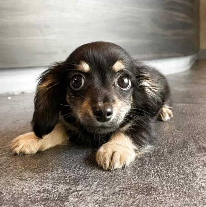 ID：2506-05480の子犬