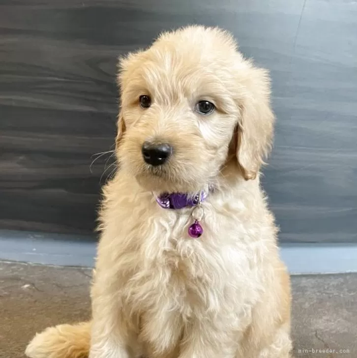 ID:2507-05437の子犬