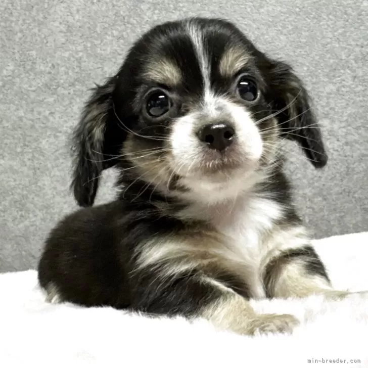 ID:2504-02533の子犬