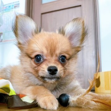ポメチワ(チワワ×ポメラニアン)【静岡県・男の子・2025年6月22日・オレンジ】の写真「🧡オレンジカラーの甘えん坊ポメチーくん🧡」