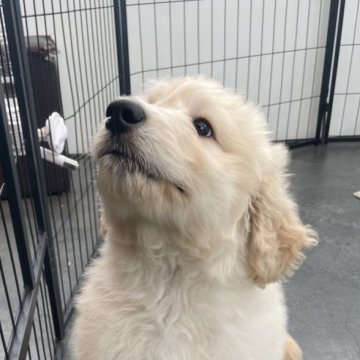 ミックス(プードル×グレートピレニーズ)【静岡県・女の子・2025年9月22日・ホワイト】の写真「むちむちボディーの女の子」