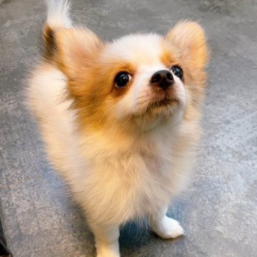 ポメチワ(チワワ×ポメラニアン)【静岡県・女の子・2025年6月22日・パーティー】の写真「🎀パーティーカラーのまったり系ポメチーの女の子」