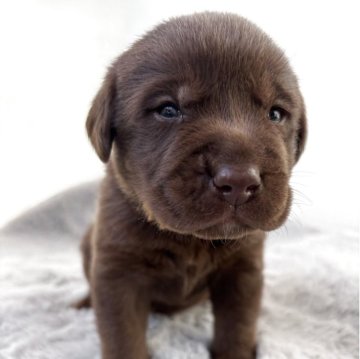 ラブラドールレトリバー【静岡県・男の子・2025年11月25日・チョコ】の写真「まだ目が開いたばかりの男の子です✨」