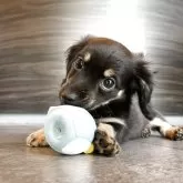 チワックス(チワワ×ダックスフンド)【静岡県・男の子・2025年4月23日・ブラックイエロー】の写真1