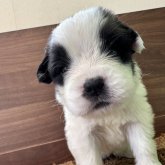 セントバーナード