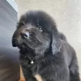 ニューファンドランド