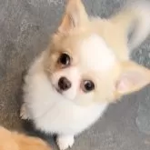 チワワ(ロング)