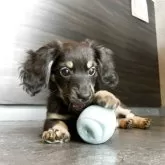 チワックス(チワワ×ダックスフンド)【静岡県・男の子・2025年4月23日・ブラックイエロー】の写真5