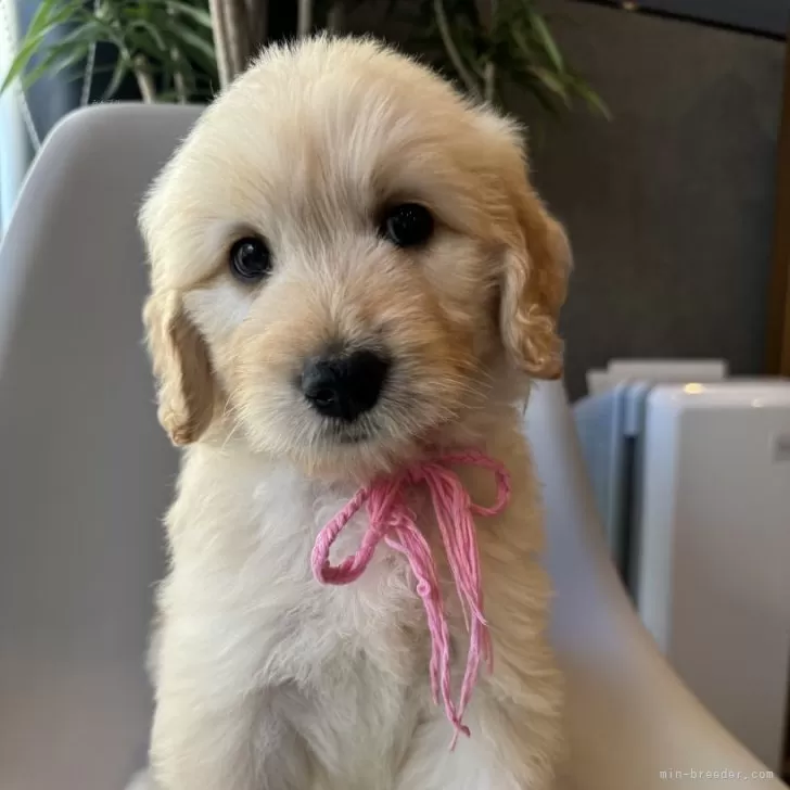 ID：2410-03263の子犬