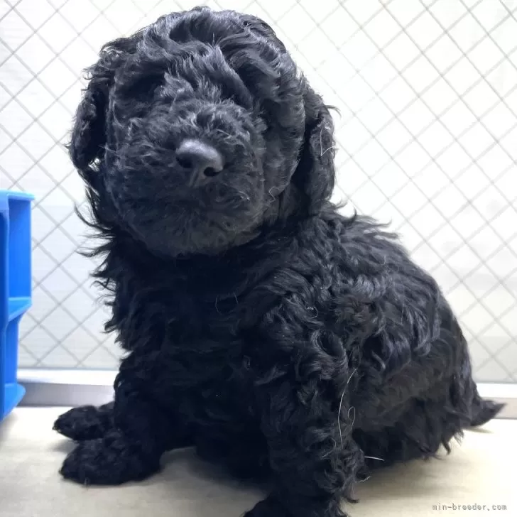 ID:2402-01414の子犬