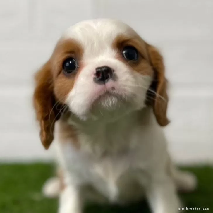 ID：2402-01398の子犬