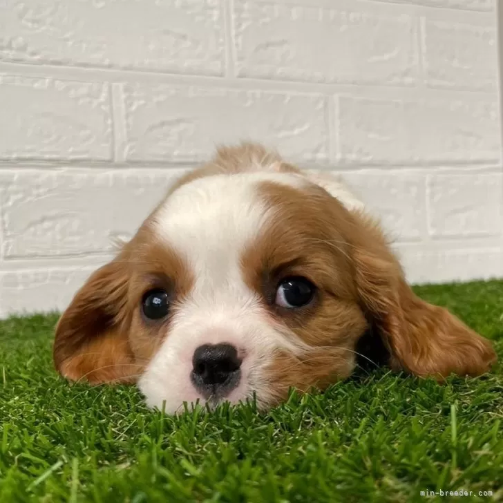 ID：2402-01402の子犬