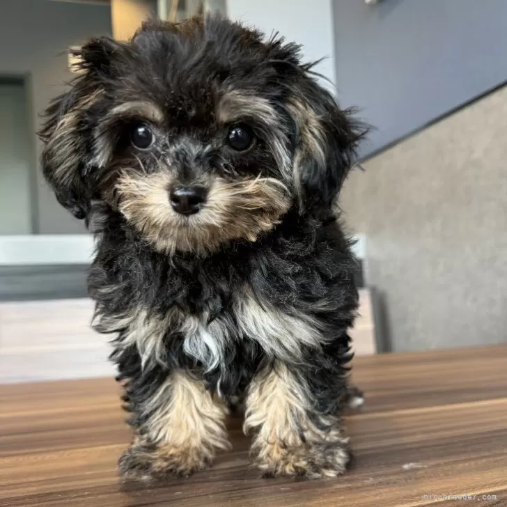 ID:2401-07267の子犬