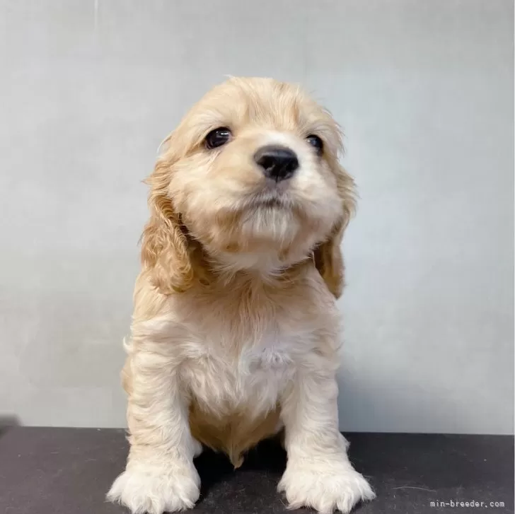 ID:2404-05225の子犬
