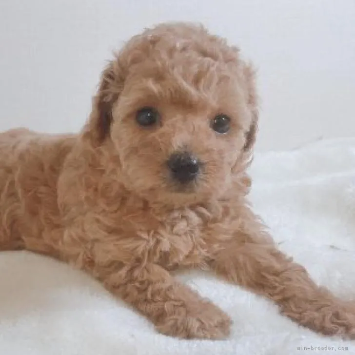 ID：2210-04075の子犬