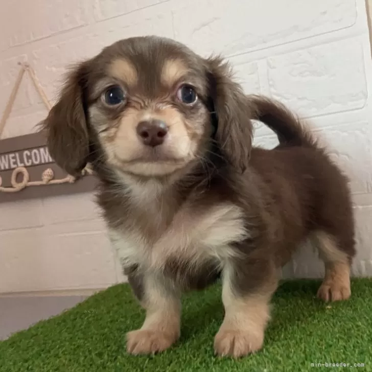 ID：2401-07294の子犬