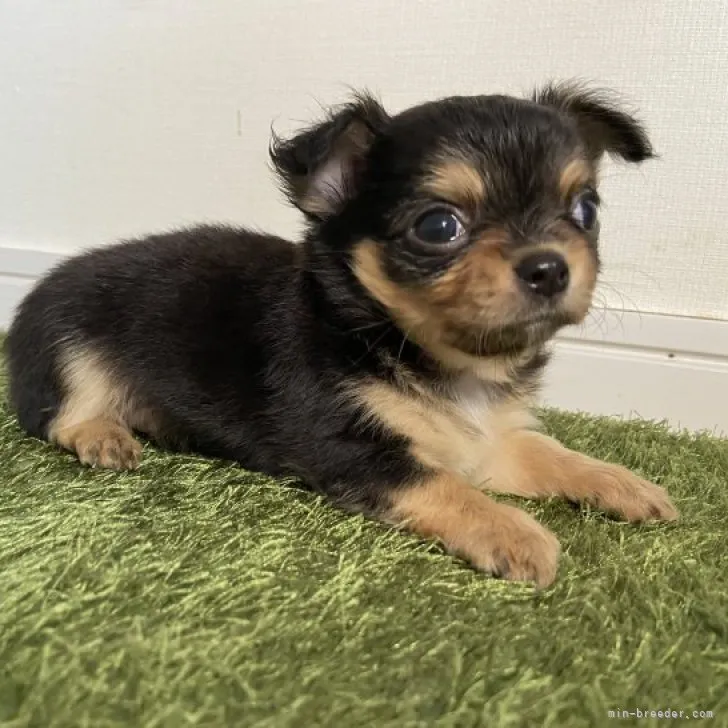 YW 様のお迎えした子犬