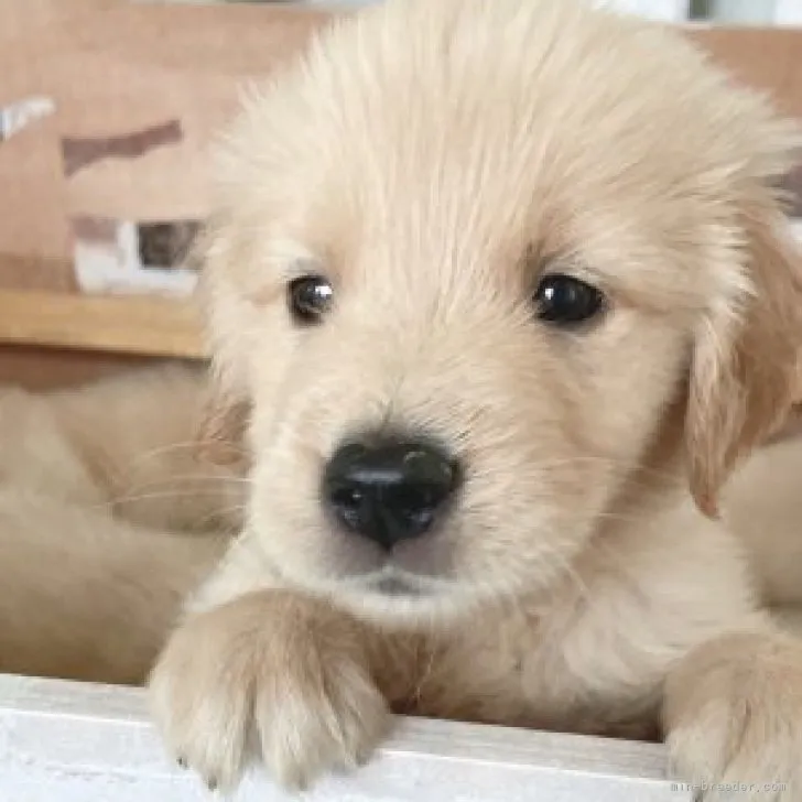 ID:2301-02161の子犬