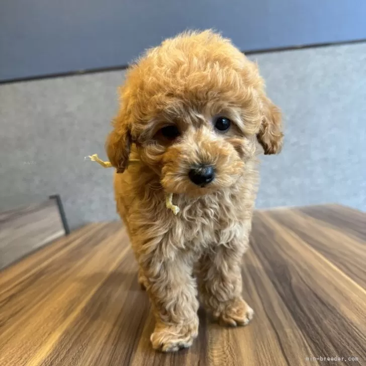 ID:2402-02605の子犬