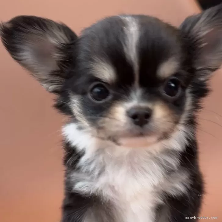 ID:2405-04328の子犬