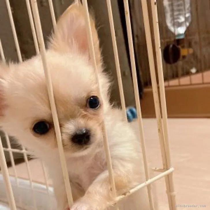 ID:2310-00828の子犬